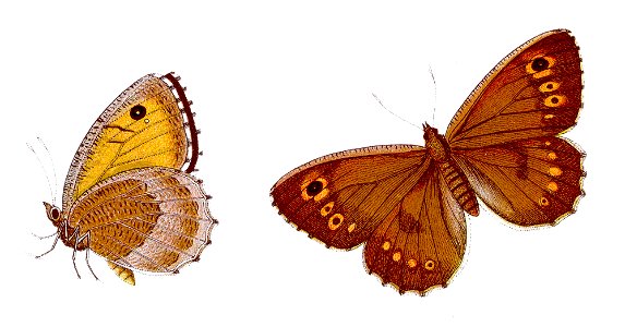 Arethusana arethusa - Rotbindiger Samtfalter
