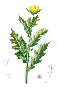 Argemone mexicana Blanco1.187-cropped