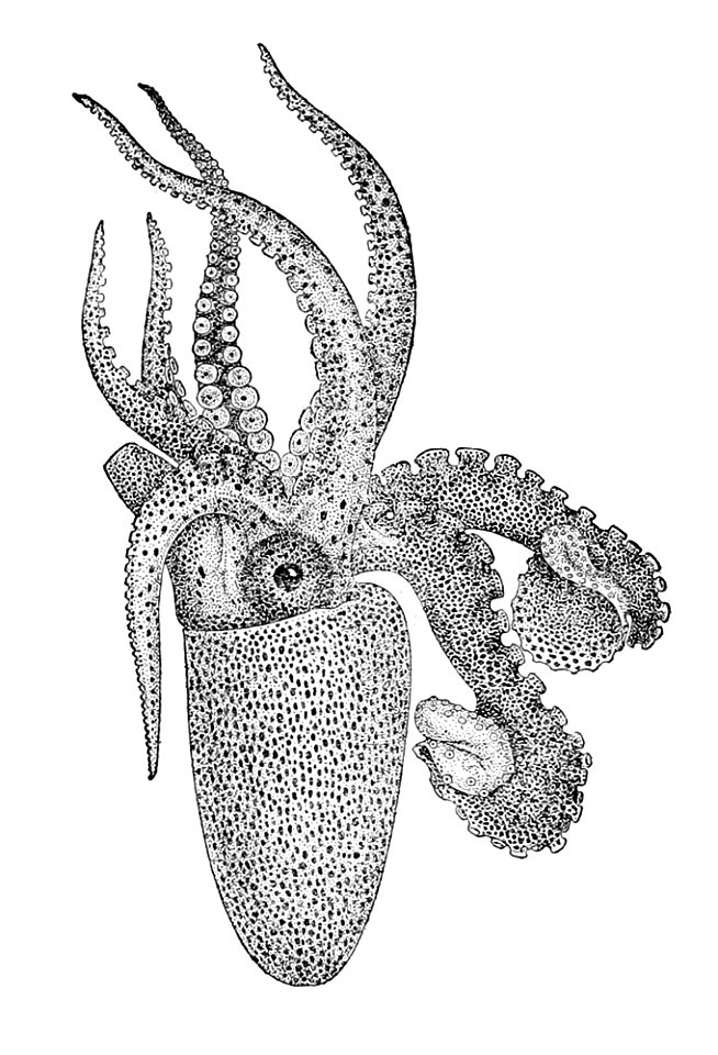 Argonauta bottgeri