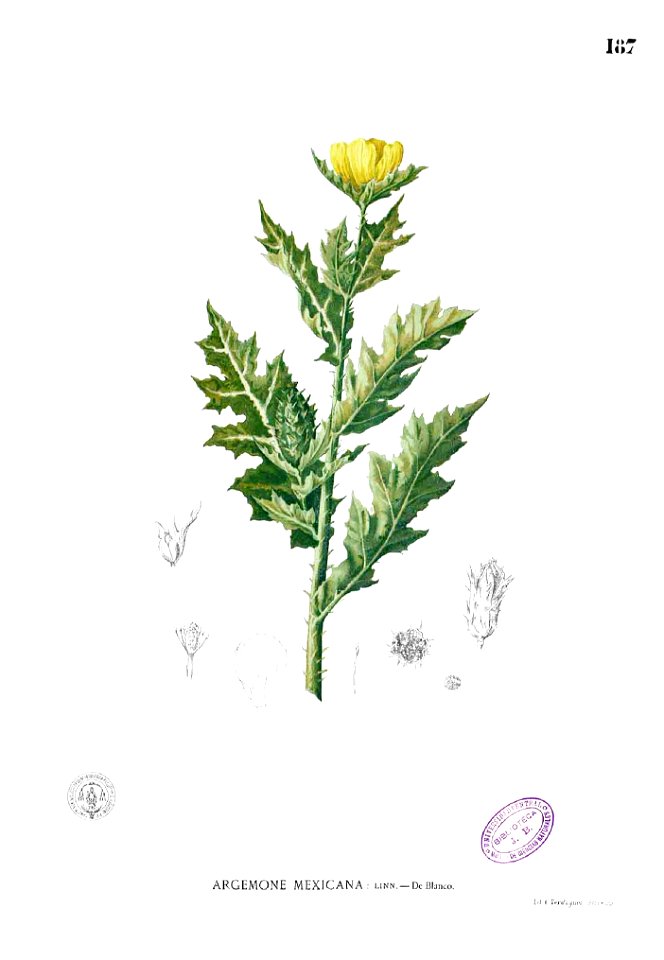 Argemone mexicana Blanco1.187