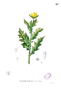 Argemone mexicana Blanco1.187