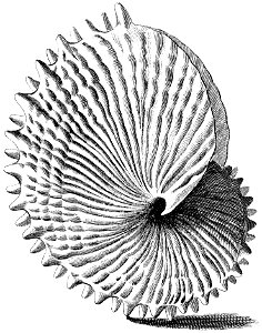 Argonauta-nodosa-001