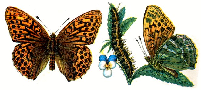 Argynnis paphia Nemos