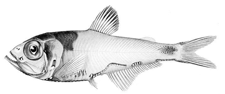 Argyripnus iridescens
