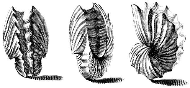 Argonauta-hians-001