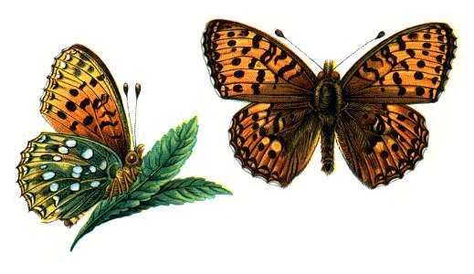 Argynnis aglaja Nemos