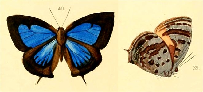 ArhopalaAgabaHew1862FUpUn