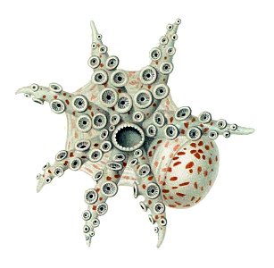 Argonauta hians1