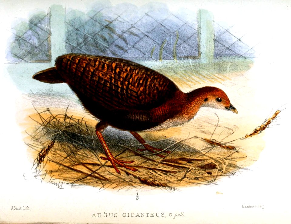 ArgusGiganteusSmit