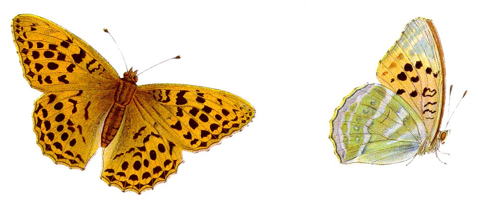 Argynnis paphia - Kaisermantel - Traditional visual art under Public ...