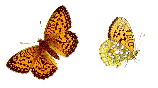 Argynnis aglaja - Großer Perlmutterfalter