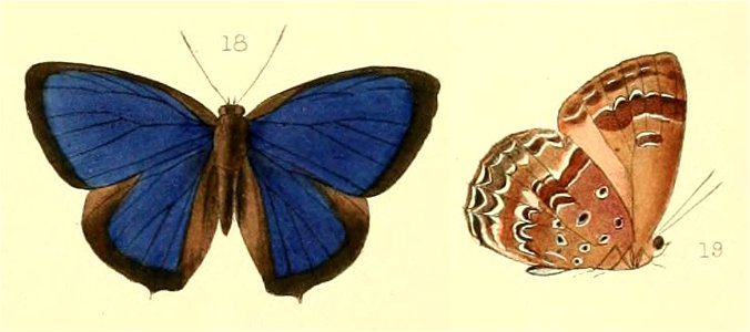ArhopalaAdmeteHew1863MUpUnAC1