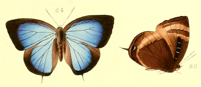 ArhopalaAexoneHew1863FUpMUnAC1
