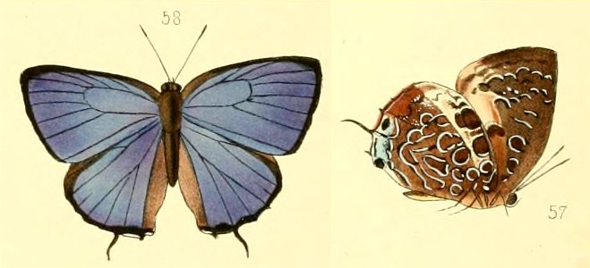 ArhopalaTephlisHew1869MUpUnAC1
