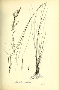 Aristida spadicea - Species graminum - Volume 3. Free illustration for personal and commercial use.