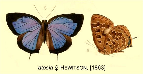 ArhopalaAtosiaHew1863FUpUnAC1