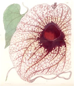 Aristolochia grandiflora (A. gigas) Edwards's Bot. Reg. 28.60.1842