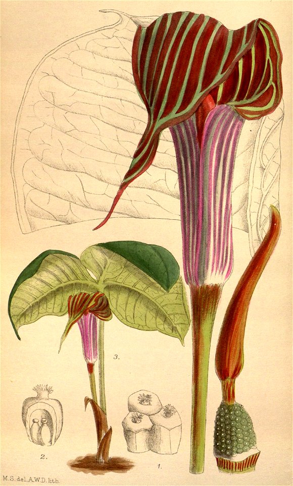 Arisaema fargesii CBM - Free Stock Illustrations | Creazilla