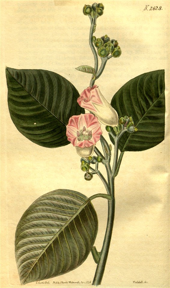 Argryreia splendens (Ipomoea splendens) Bot. Mag. 53. 2628. 1826