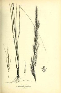 Aristida gibbosa - Species graminum - Volume 3. Free illustration for personal and commercial use.