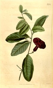 Argyreia cuneata (Ipomoea atrosanguinea) Bot. Mag. 47. 2170. 1820