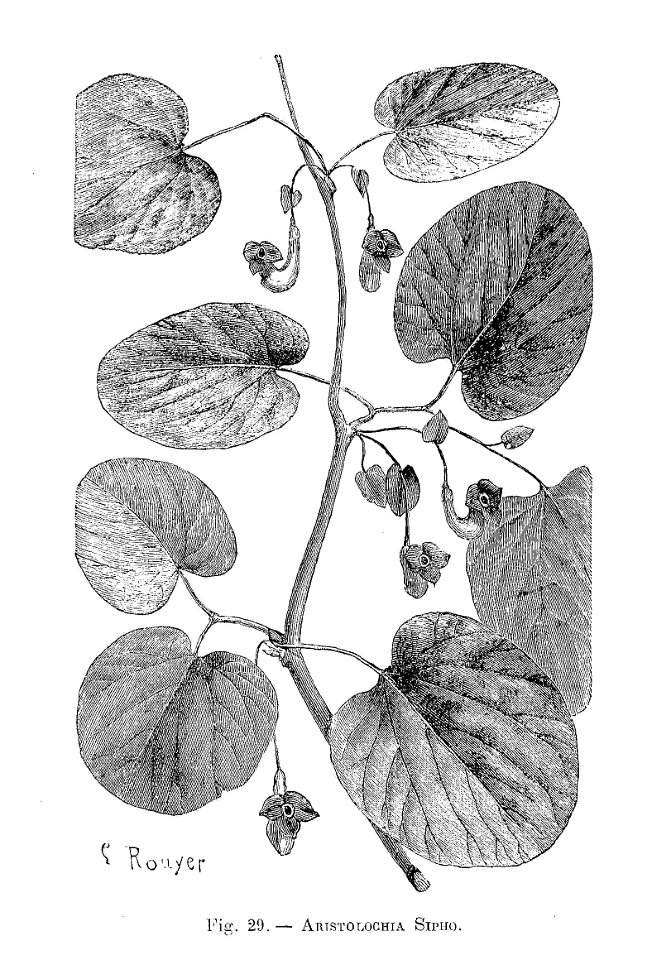 Aristolochia sipho (dessin) - Free Stock Illustrations | Creazilla