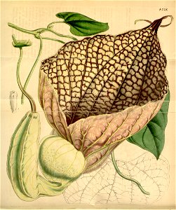Aristolochia grandiflora (A. gigantea) Bot. Mag. 72. 4221. 1846