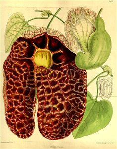 Aristolochia gigantea 140-8542. Free illustration for personal and commercial use.