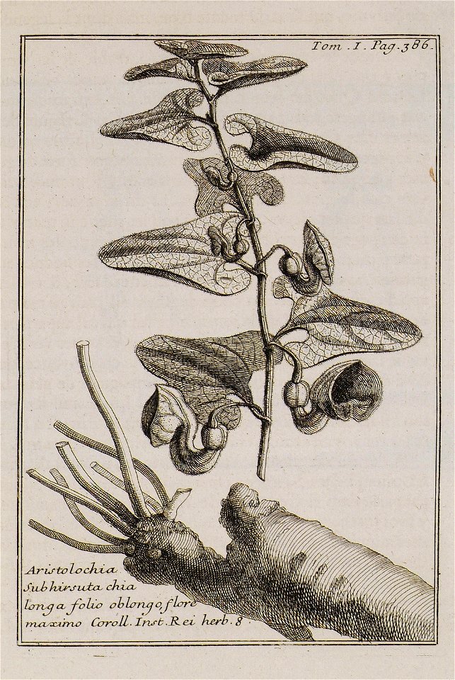 Aristolochia Subhirsuta chia longa folio oblongo, flore maximo Coroll Inst Rei herb 8 - Tournefort Joseph Pitton De - 1717