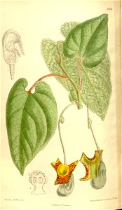 Aristolochia moupinensis 136-8325