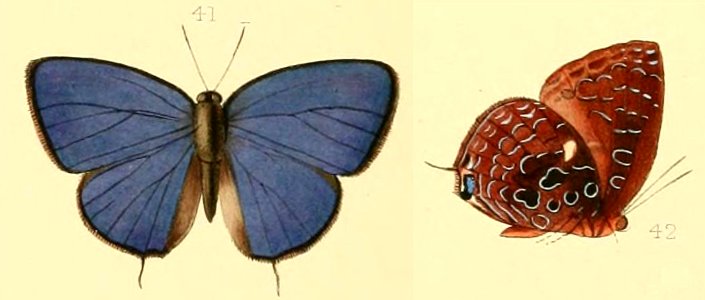 ArhopalaMyrzalaHew1869MUpUnAC1