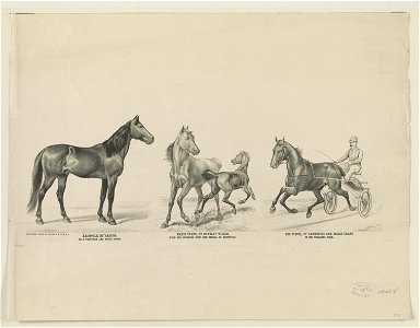 Aristotle, by Aristos- as a producer and stock horse Marie Frank, by Charley Wilkes- with her suckling colt, Red Virgil, by Aristotle Red Virgil, by Aristotle- dam, Marie Frank- in his LCCN90708787