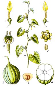 Aristolochia clematitis Sturm04045