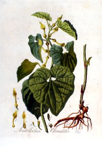 Aristolochia clematitis — Flora Batava — Volume v2