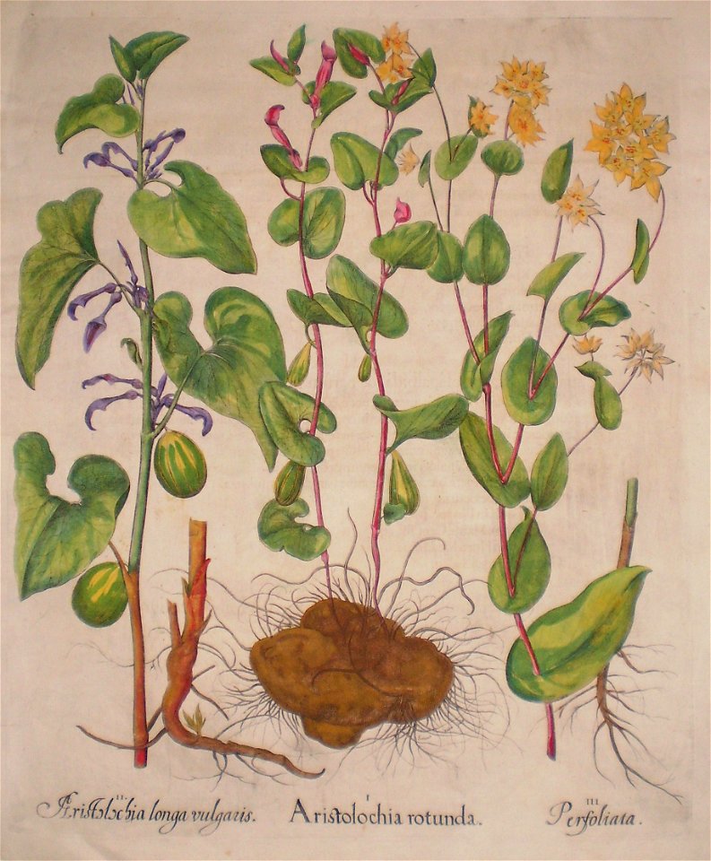 Aristolochia longa vulgaris-Aristolochia rotunda-Perfoliata