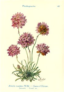 Armeria-J.Eudes-43