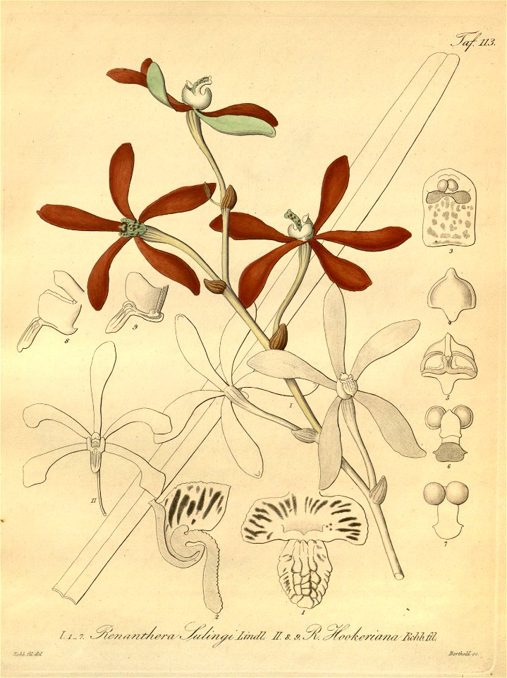 Armodorum sulingi (as Renanthera sulingi) - Arachnis hookeriana (as Renanthera hookeriana) - Xenia 2 pl 113