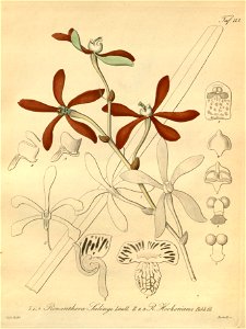 Armodorum sulingi (as Renanthera sulingi) - Arachnis hookeriana (as Renanthera hookeriana) - Xenia 2 pl 113