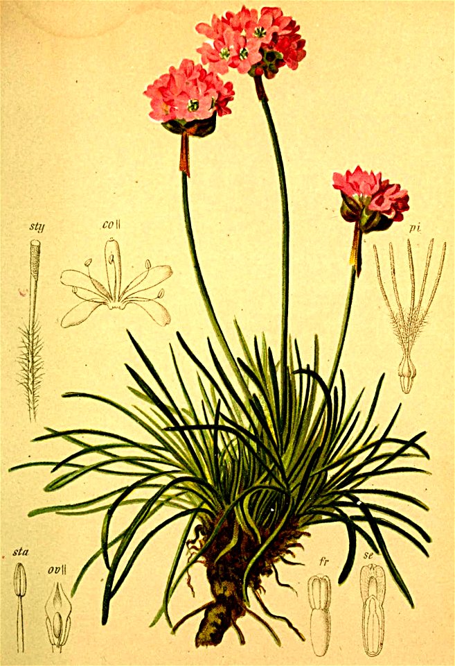 Armeria alpina Atlas Alpenflora