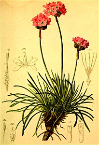 Armeria alpina Atlas Alpenflora