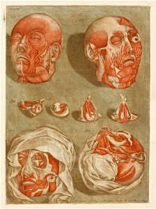 Arnauld Gautier d'Agoty - Four Dissected Heads with Details of Eyes - Google Art Project
