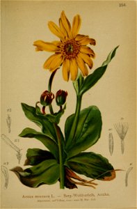 Arnica montana - 001