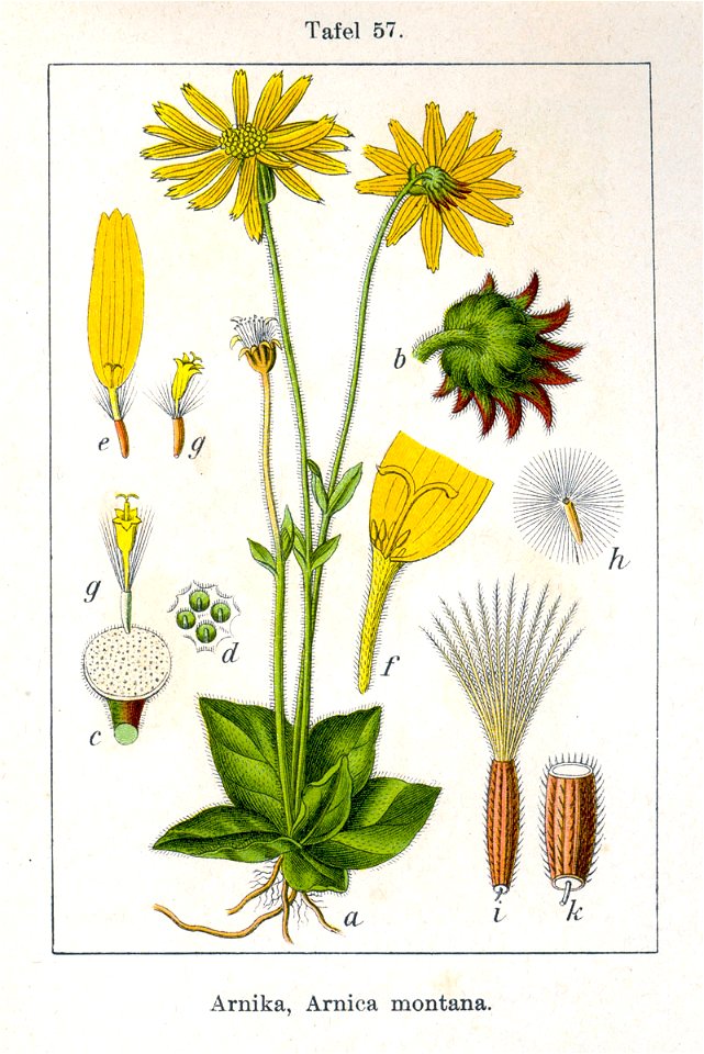 Arnica montana Sturm13057