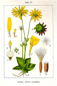 Arnica montana Sturm13057
