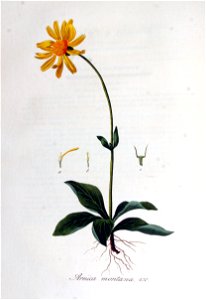 Arnica montana — Flora Batava — Volume v6