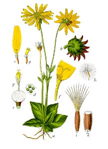 Arnica montana Sturm13057 - clean