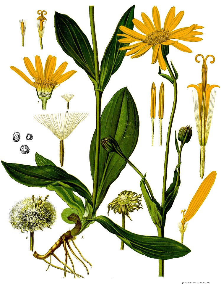 Arnica montana - Köhler–s Medizinal-Pflanzen-015