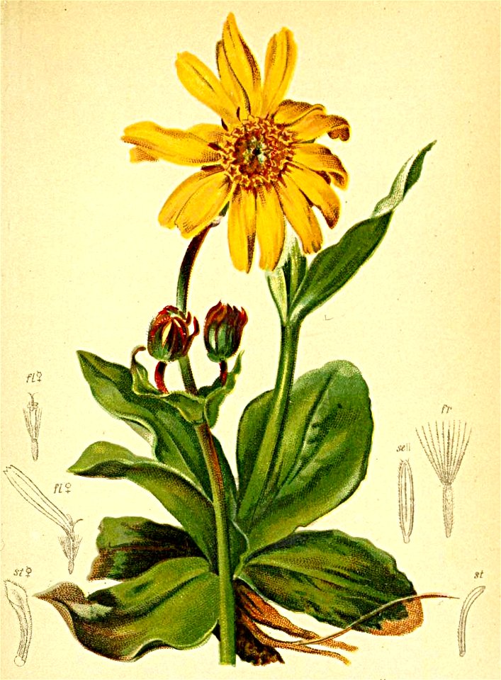 Arnica montana Atlas Alpenflora