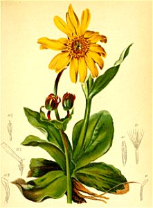 Arnica montana Atlas Alpenflora