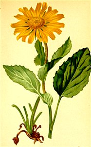 Aronicum scorpioides Atlas Alpenflora